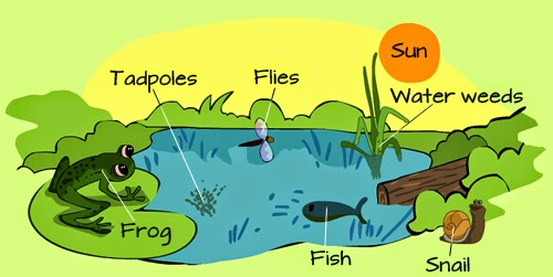 Hippo: Tadpole natural assimilation