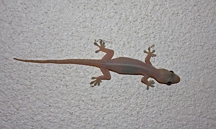 Venomous Lizards venomous-lizards