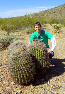 Huge barrel cacti in the Sonoran desert