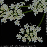 Aegopodium podagraria flowers - Podagrycznik pospolity kwiaty
