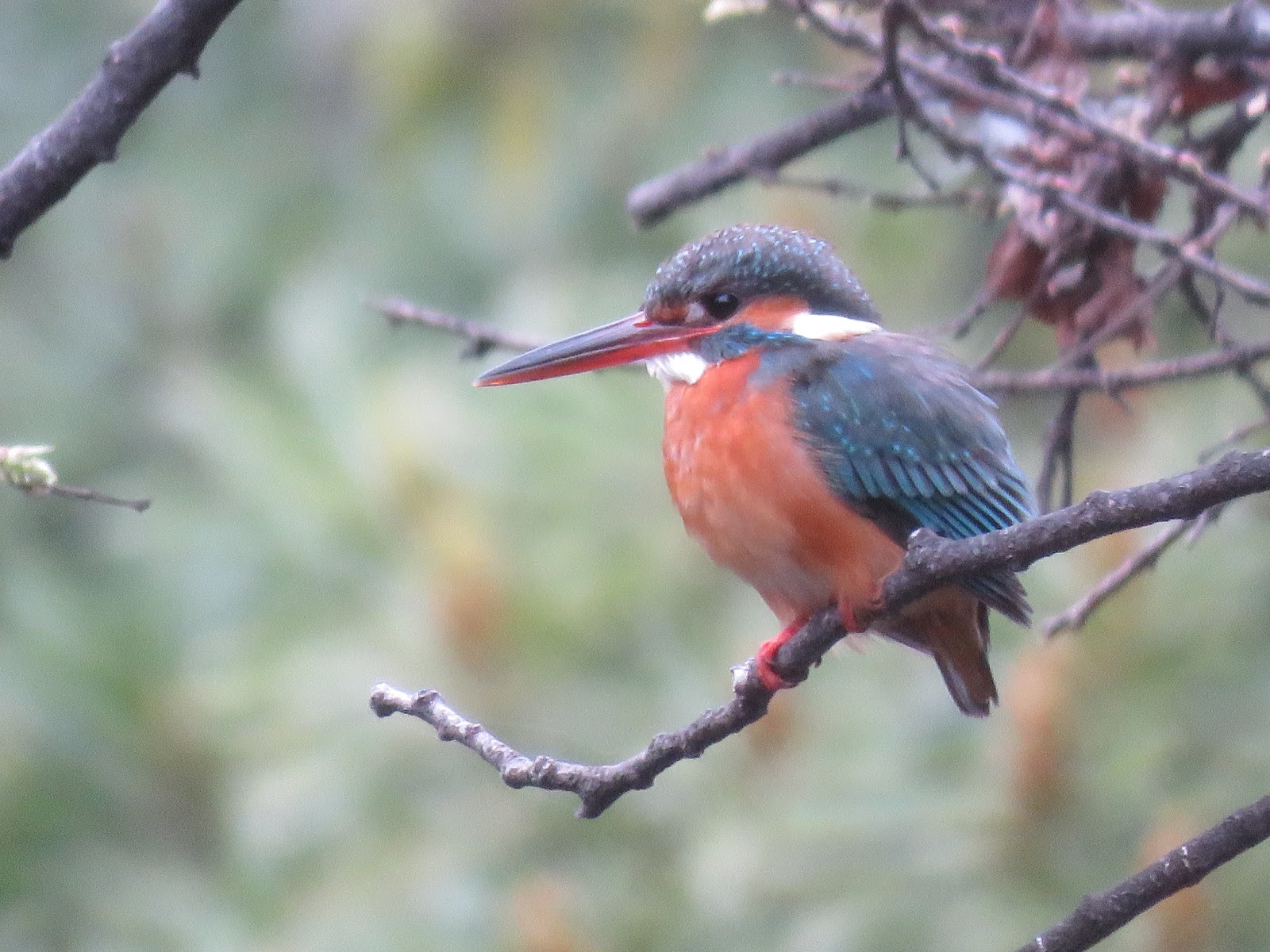 日本野鳥の会東京 研究部ブログ 野鳥の写真を撮って「記録」を残そう・・・写真展と写真講座の案内