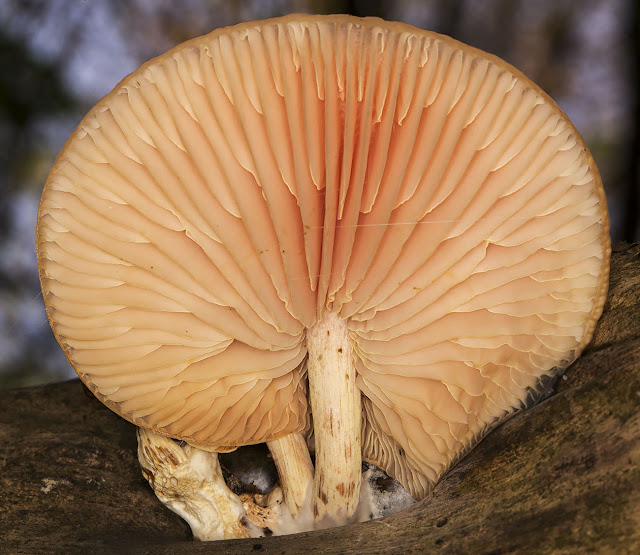 Rhodotus palmatus, Wrinkled Peach. High Elms Country Park, 11 November 2014. Rhodotus palmatus, Wrinkled Peach. High Elms Country Park, 11 November 2014.