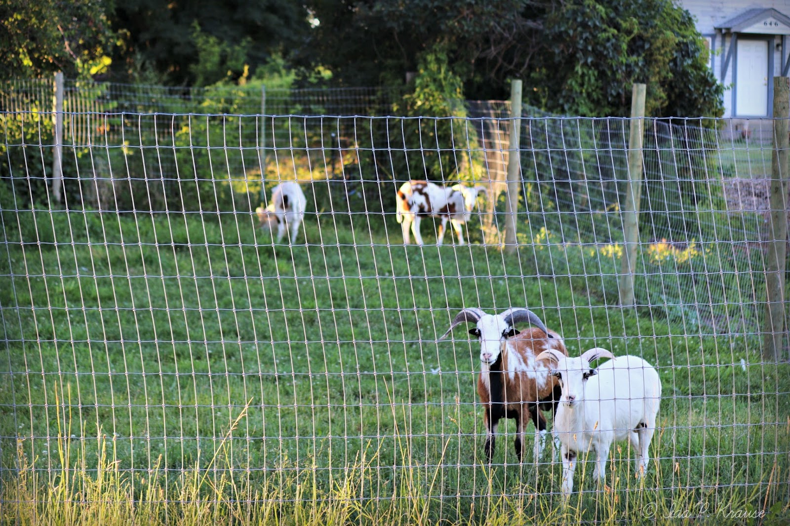 Wishes, Dreams & Other Things Good Fences 119 Goats n Fences