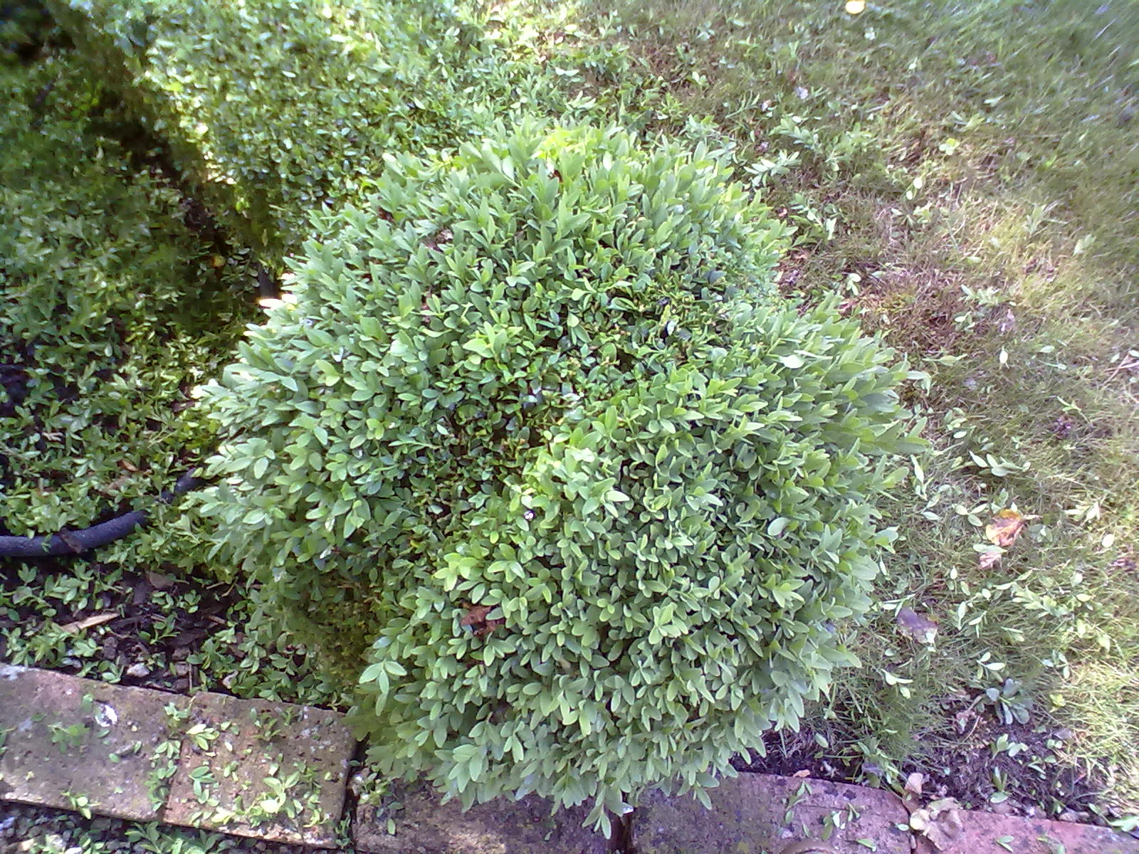 Rachel the Gardener How to cut a Box ball