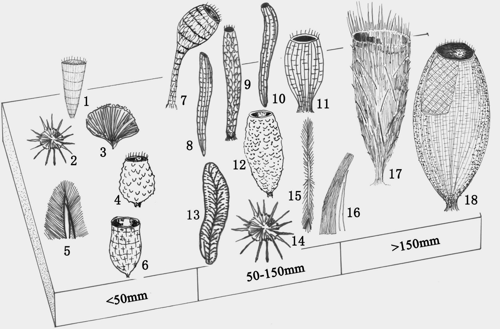 The Dragon's Tales Where What Sponges Lived During the Cambrian