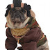Unique Halloween Express Costumes For Dogs