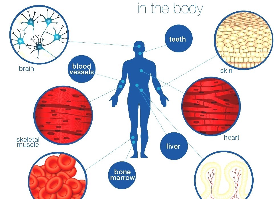 Stem Cell Where Are Stem Cells Found In The Human Body