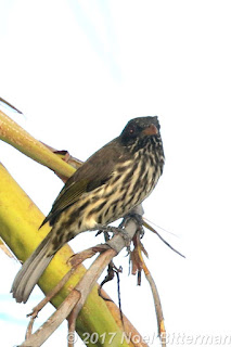 Palmchat