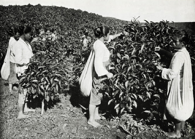 Sejarah Singkat Perkembangan Teh di Indonesia