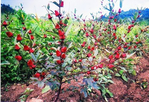 Rosella (Hibiscus sabdariffa): Tanaman Obat Keluarga Kaya Manfaat, dari Vitamin C hingga Penurun Tekanan Darah