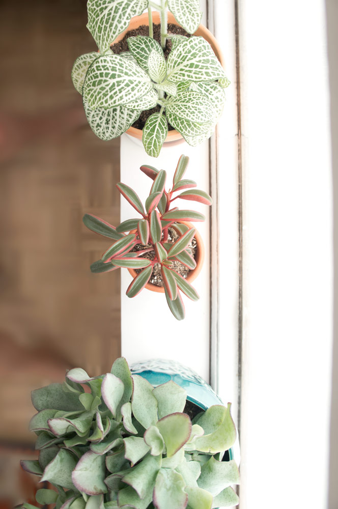 Cómo cuidar plantas