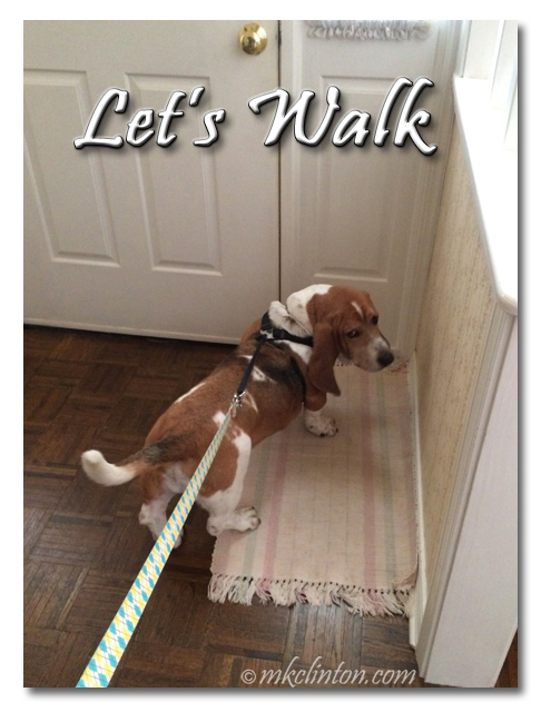 Bentley Basset Hound with leash on Let's walk meme
