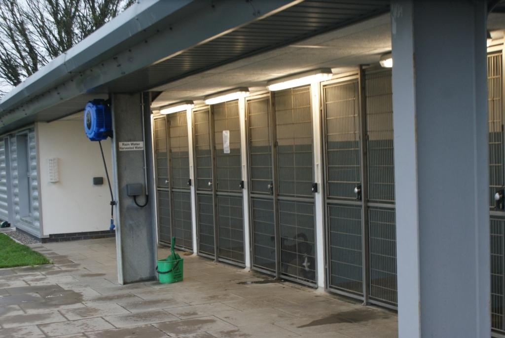 Dogs Trust Ireland A Tour of Dogs Trust Dublin's Rehoming Centre