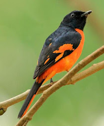 orange birds minivet bird flammeus pericrocotus india indian female