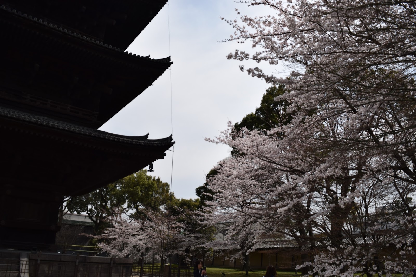 Japan temple sakura