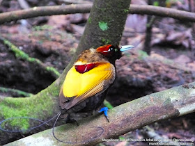 Magnificent Bird of Paradise in rainforest of Arfak mountains