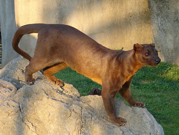 The Fossa - 22 Bizzarre Animals You Probably Didn’t Know Exist