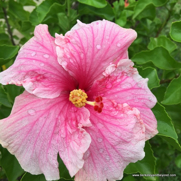 pink hibiscus in Barbados pink hibiscus in Barbados