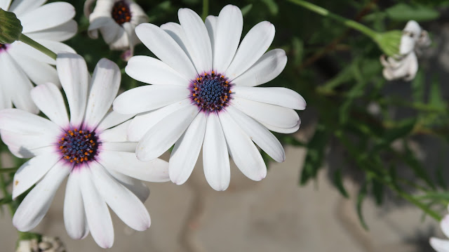 beautiful-flowers-wallpapers-for-mobile beautiful-flowers-wallpapers-for-mobile