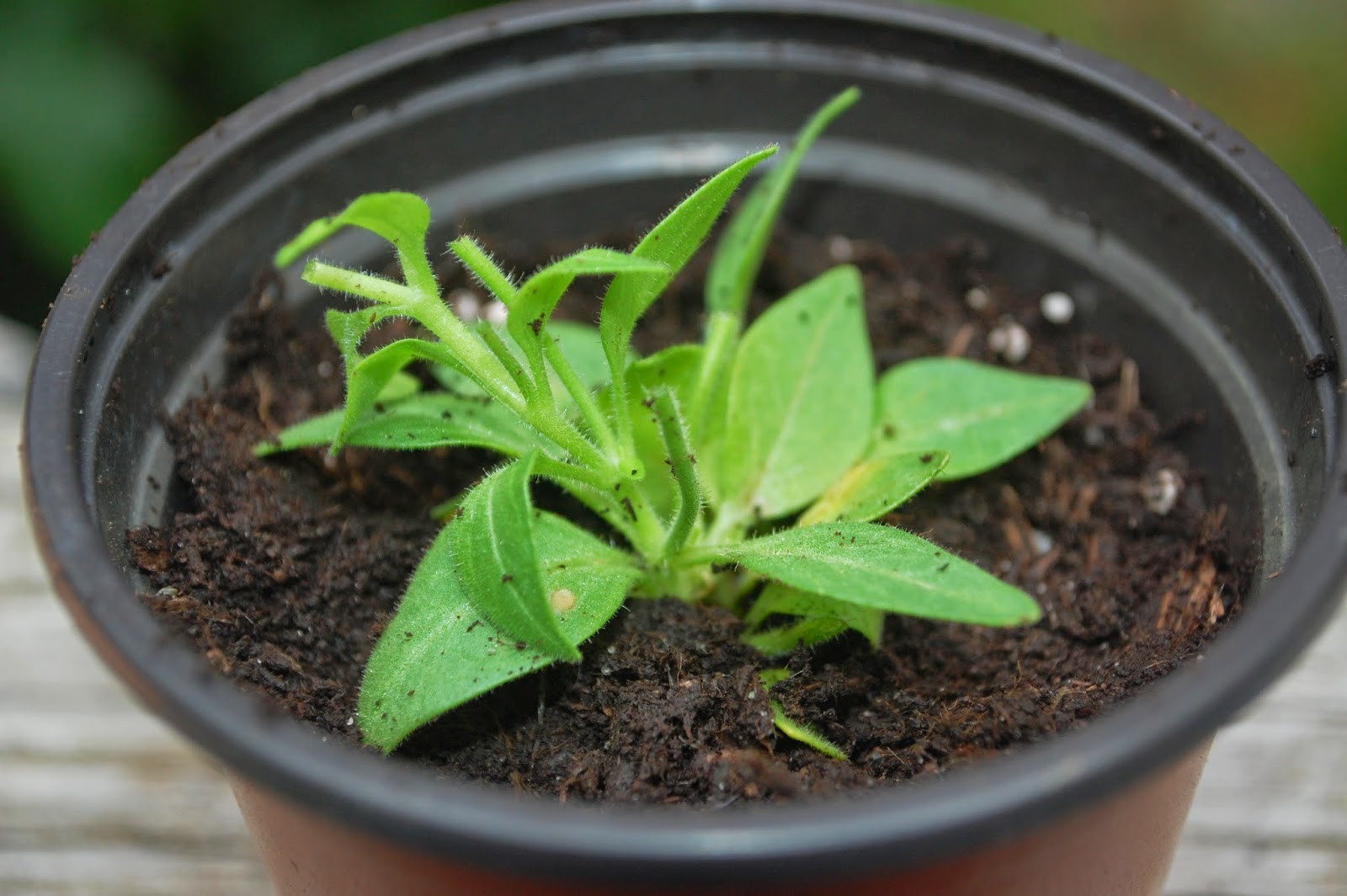 Sprouts Propagating Petunias from Cuttings