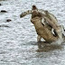 بالفيديو.. تمساح ضخم يصطاد آخر ويلتهمه في ثوان معدودة!