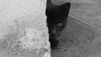 Panzer the cat