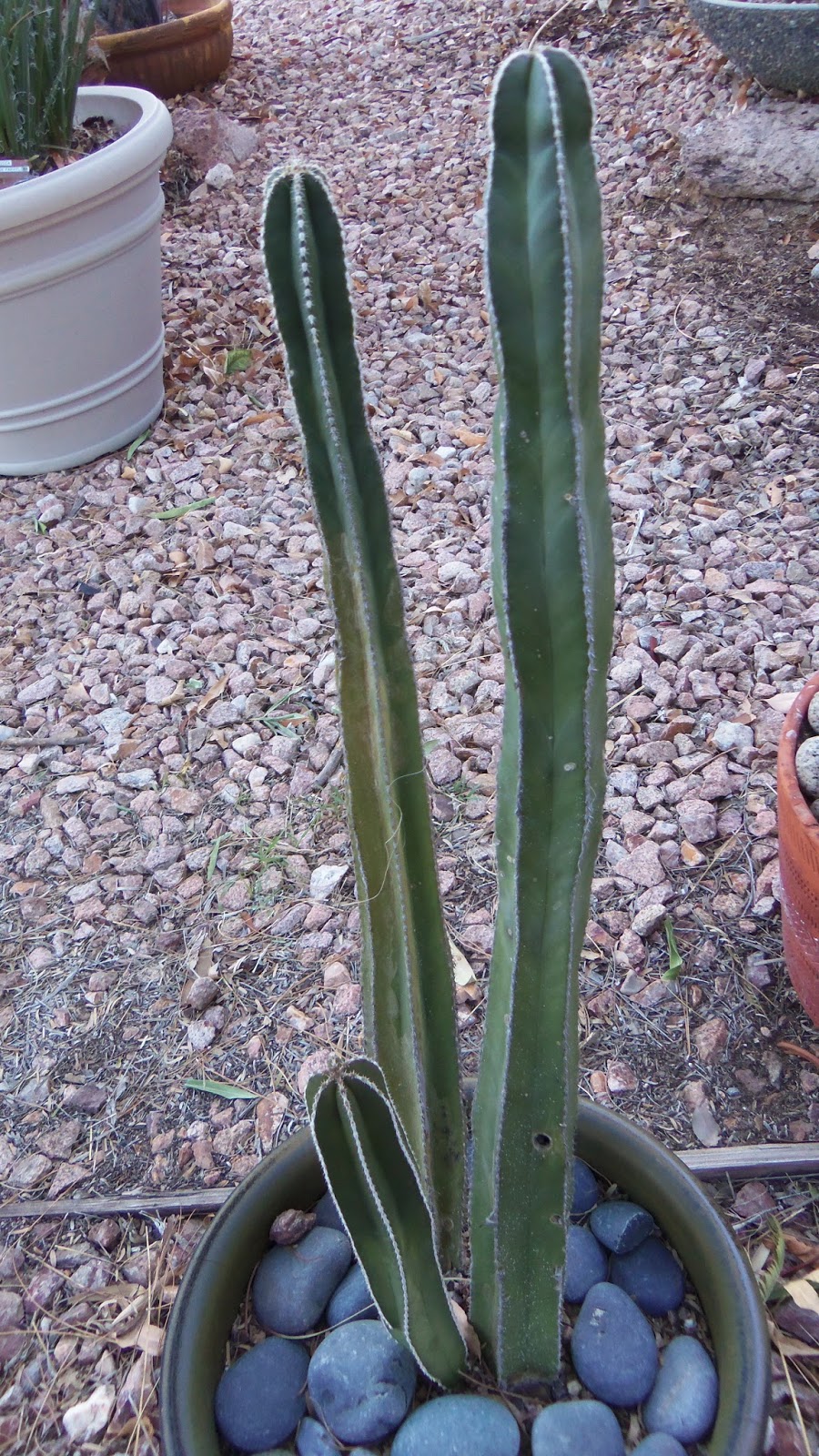 Xtremehorticulture of the Desert Watering Cacti and Succulents Outside