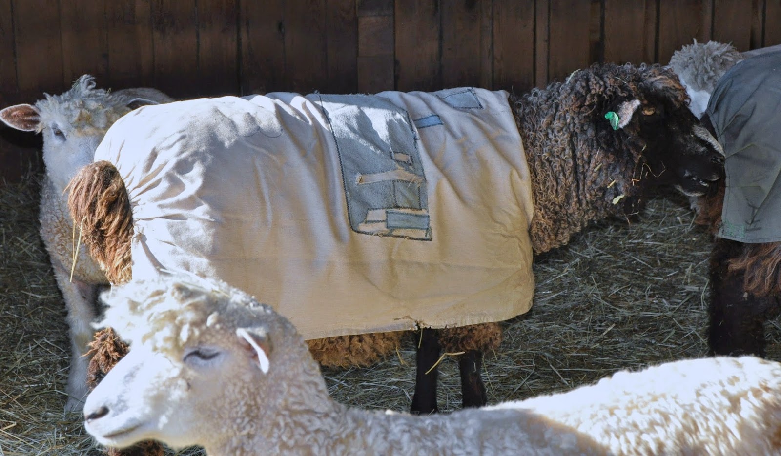 Knee Deep in Sheep Take a Coat Winter's Coming