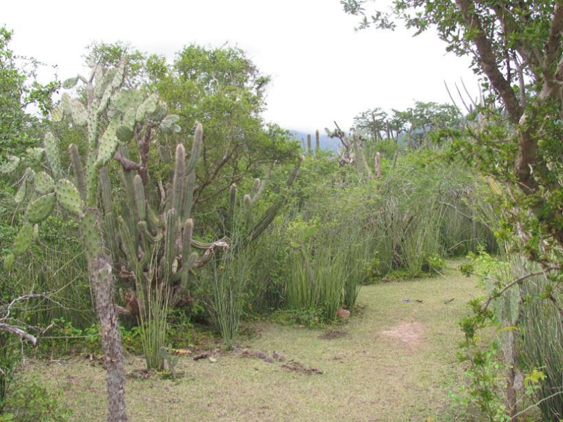 Tipos de Bosques de Honduras Honduras Tipos de Bosques de Honduras Honduras