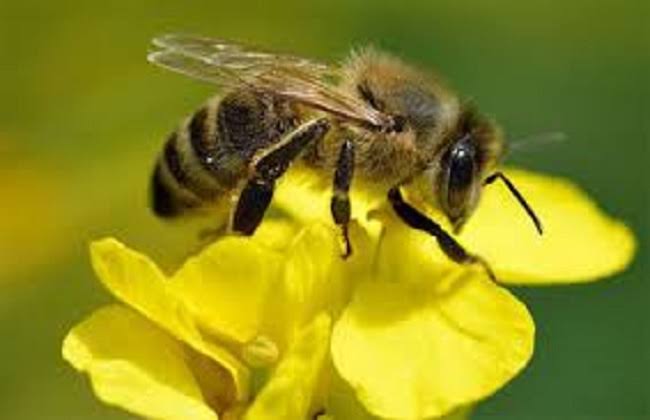 فيديوهات تربية النحل