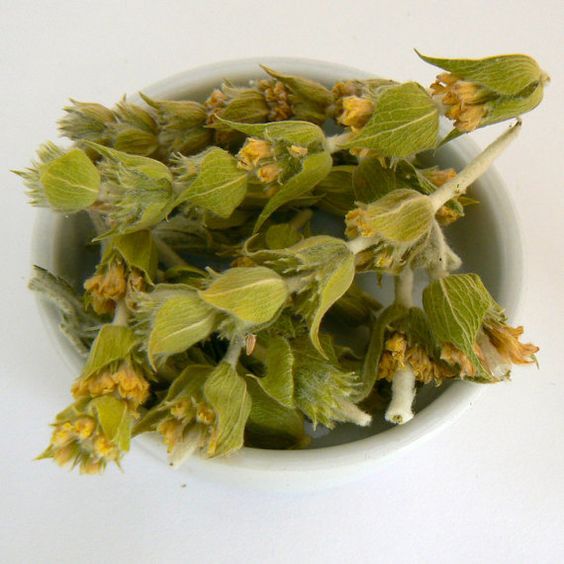 Greeker Than The Greeks 12 Important Aromatic Herbs of Ancient Greece