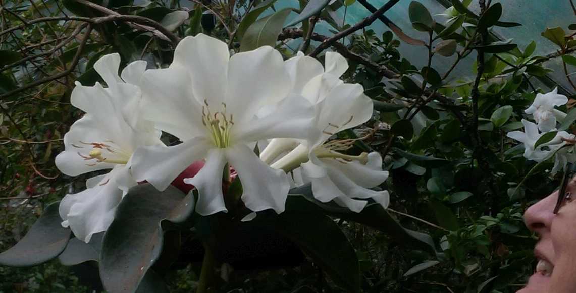 The Phytophactor Big Old Fashioned Rhododendron