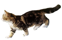 Gato andando png