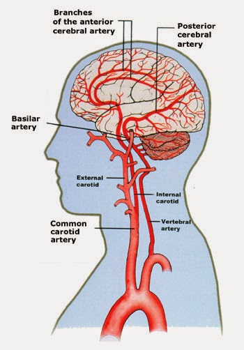 Bio Geo Nerd: Blood Brain Barrier