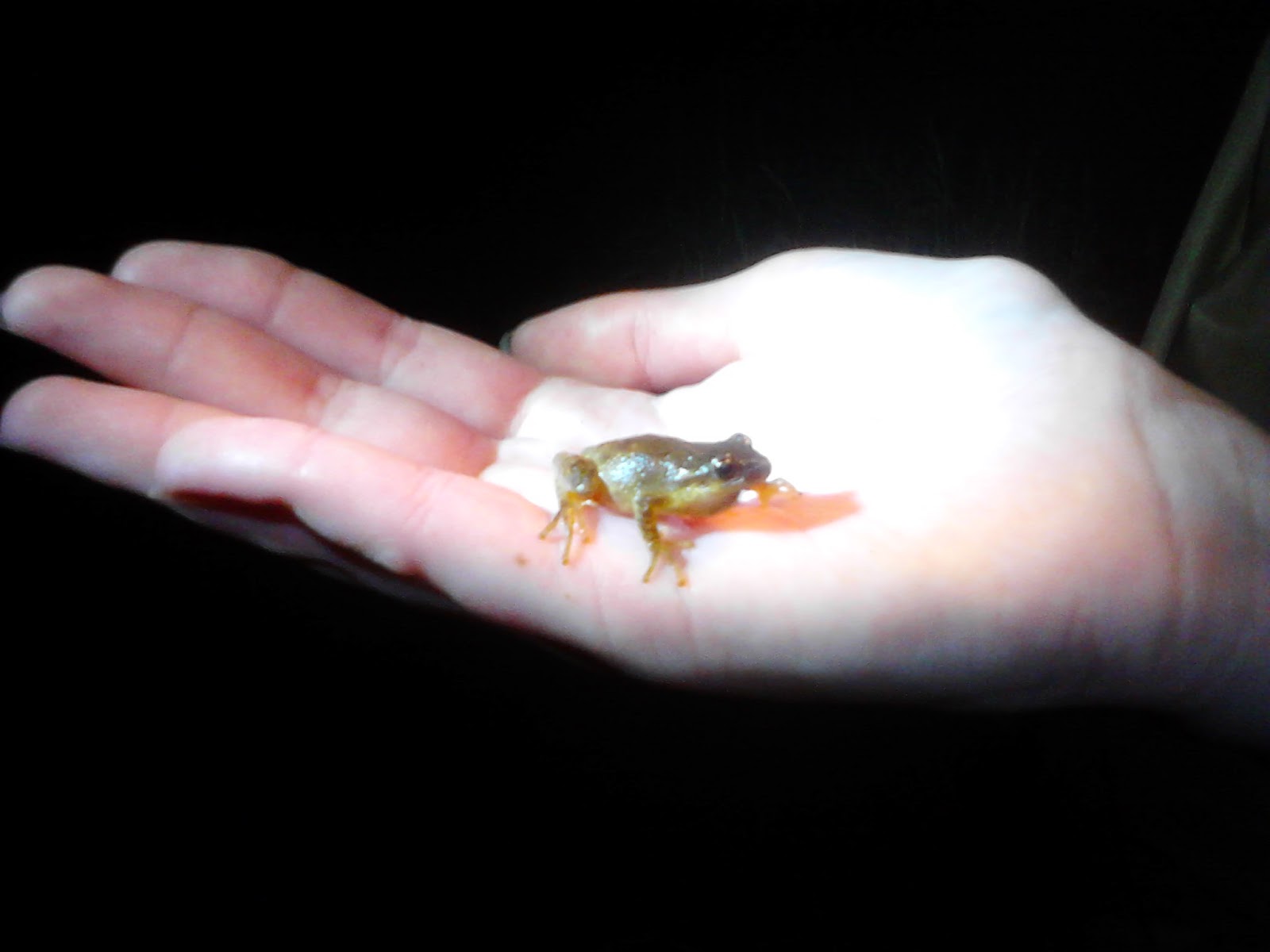 Learning In Nature Tree Frogs of Maine