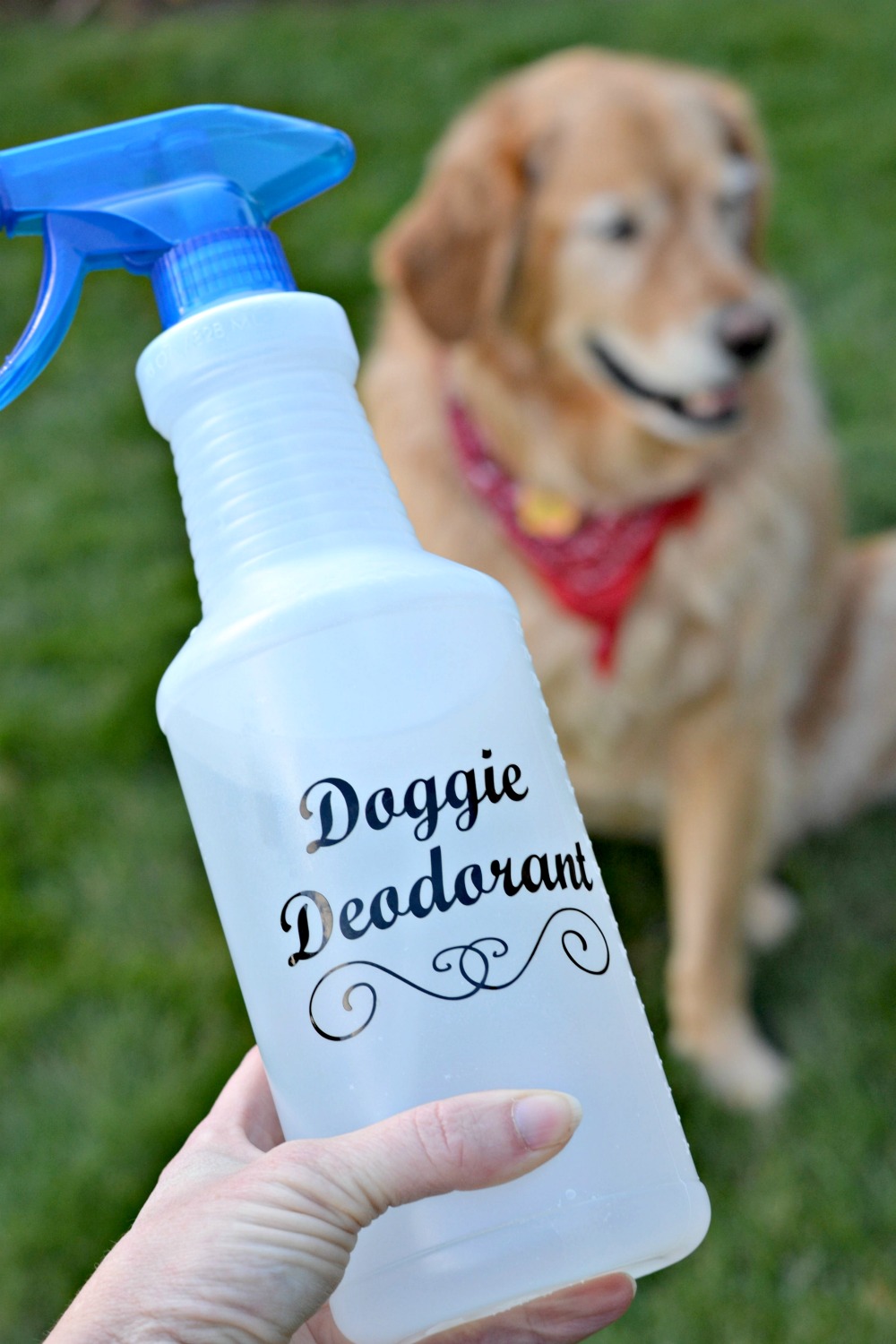 Diy Dog Calming Spray Diy Dog Spray For Smell Clearance