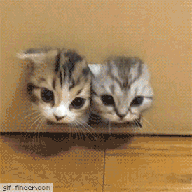 1.gif