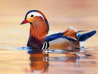 सपने में बतख देखना sapne me duck ko dekhna सपने में बतख देखना sapne me duck ko dekhna
