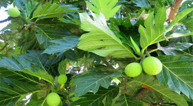 Manfaat Daun Sukun Kering Untuk Lambung Manfaat Daun Sukun Kering Untuk Lambung