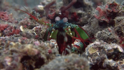 pics Mantis Shrimp Breaking Glass Gif the deadly mantis punch