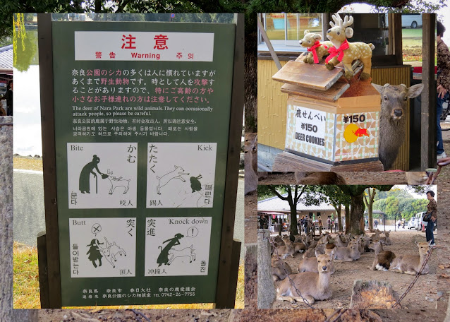 Japan by Train to see the Deer in Nara