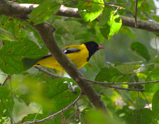 Western Black-Headed Oriole, Oriolus brachyrhynchus
