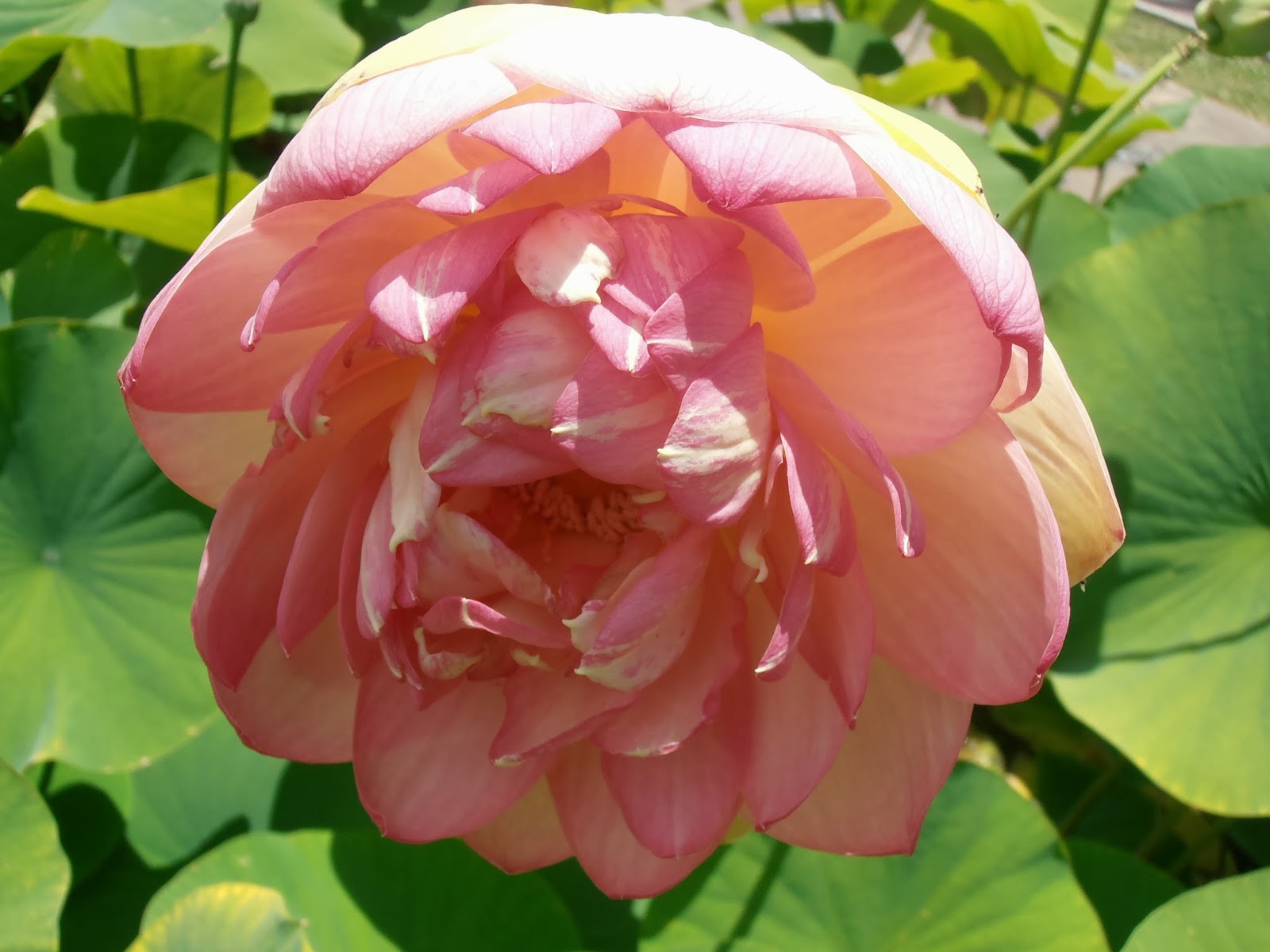FLOR DE LOTO Nelumbo nucifera Plantas rioMoros