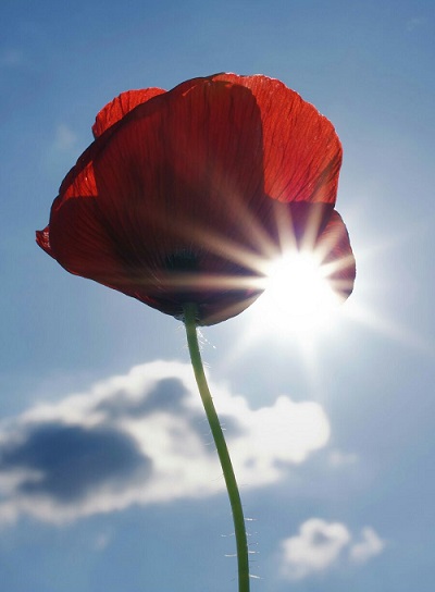Fotografía de una amapola desde el suelo, con el sol detrás de ella y las nubes rodeándola.
