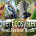 Do Novel Ecosystems Provide the Use for Some Native Birds?