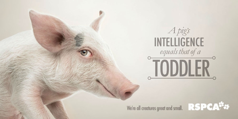 03-Pig-RSPCA-Human-Eyes-Animals-Advertising-Illustrations-www-designstack-co