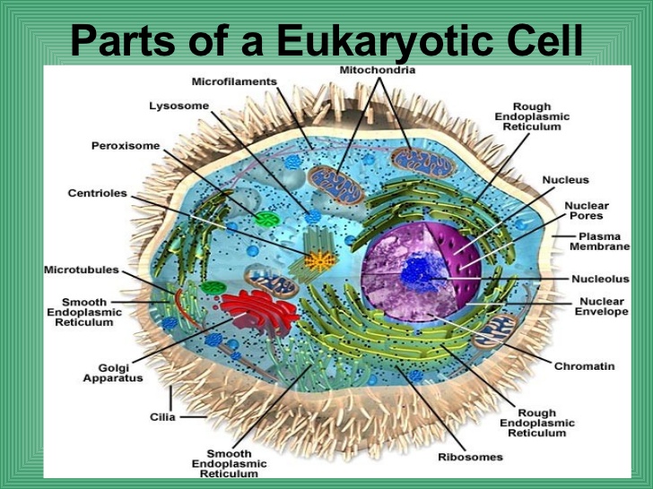 Cells The different parts of a eukaryotic cell. Cells The different parts of a eukaryotic cell.