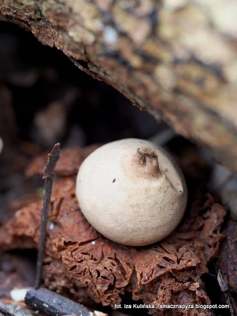 gwiazdosze-potrojne gwiazdosz potrojny, geastrum triplex, grzyby chronione, atlas grzybow, grzyby gatunkami, gatunek, jaki to grzyb, las bemowski, wiosna, mykologia, grzybobranie