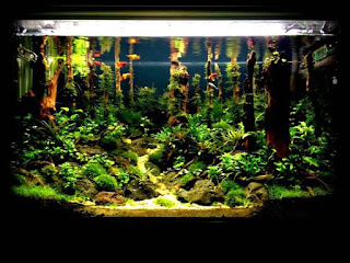 200 Referensi Desain Dan Model Aquascape Berdasarkan Tema https://www.faktapopuler.com/2018/12/200-referensi-desain-dan-model.html