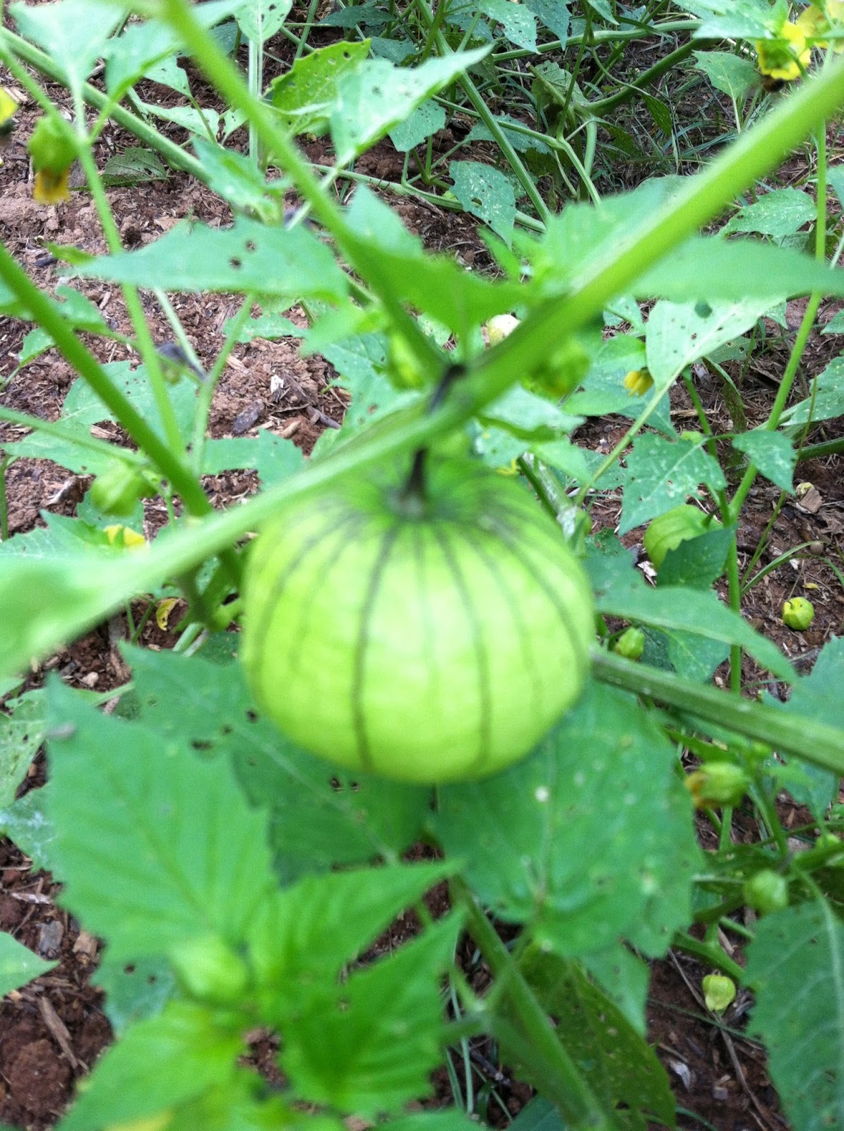 Two Sisters Gardening Tomatillo "Little Mexican Tomato"